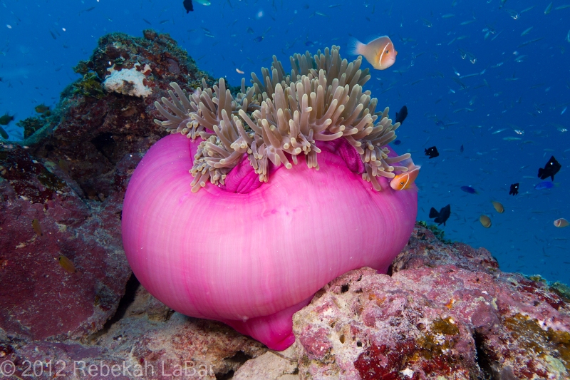 Clownfish and Anemone, Kwajalein