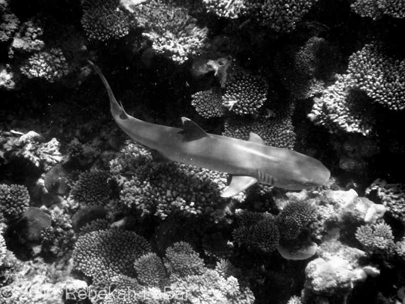 Whitetip Reef Shark