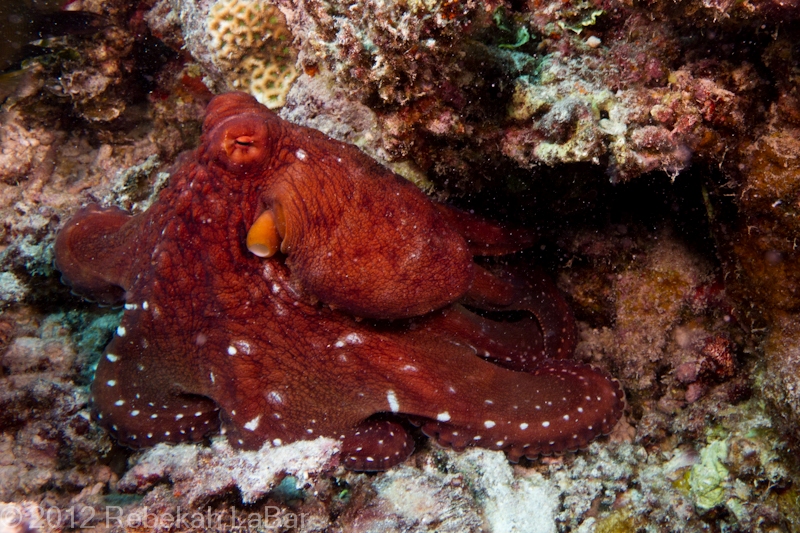I love a friendly octopus