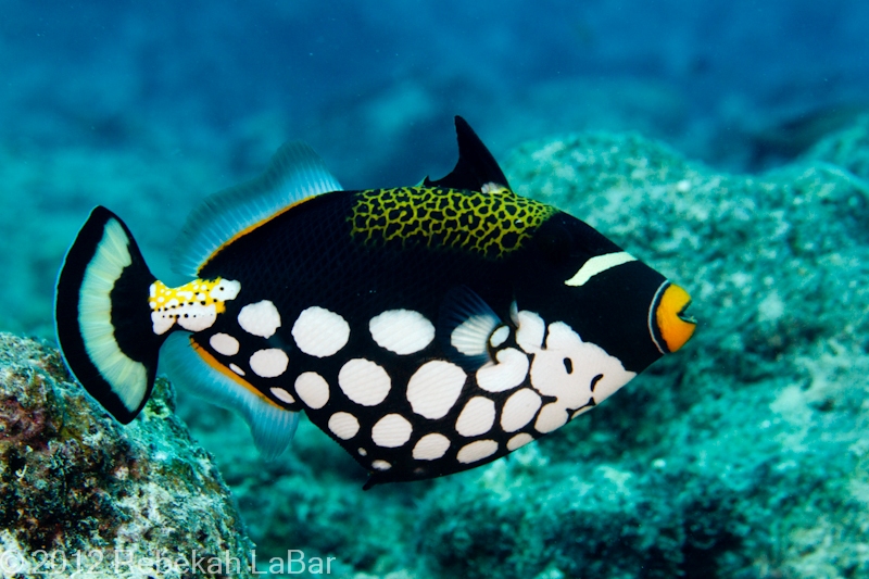 Clown Triggerfish