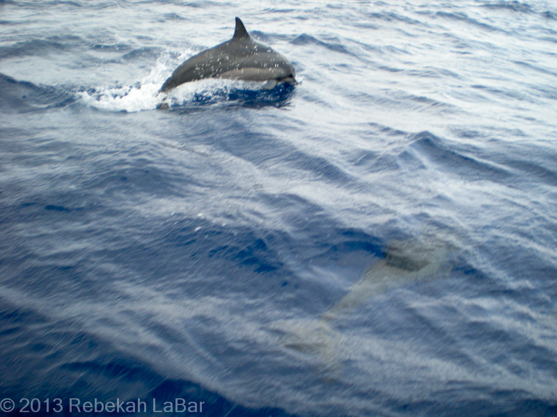 Hawaiian Spinner Dolphins, Kwajalein Atoll