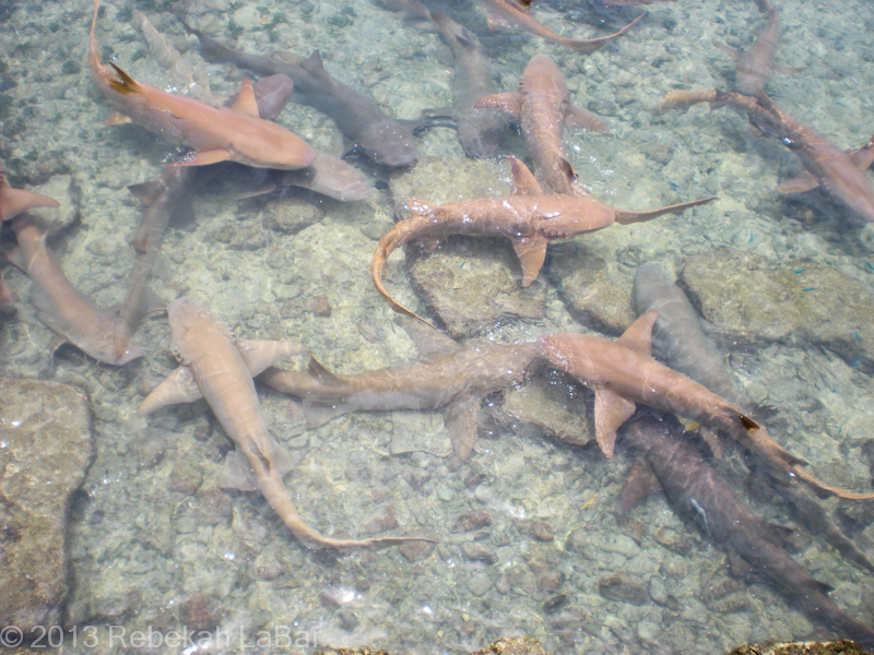 Nurse Sharks at the marina, devouring discarded bits of the fish