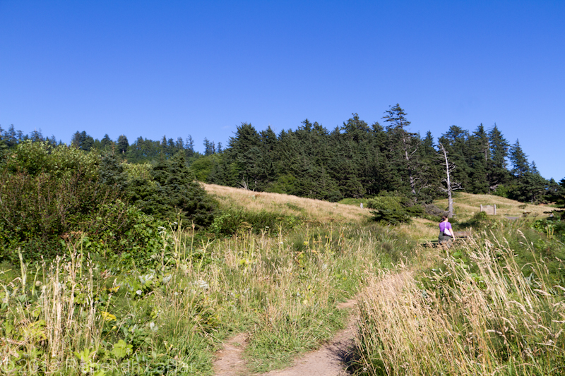 Average trees on average hills in Ecola State Park, with Tilly at my back...but still just happy to see coniferous forests and elevation!