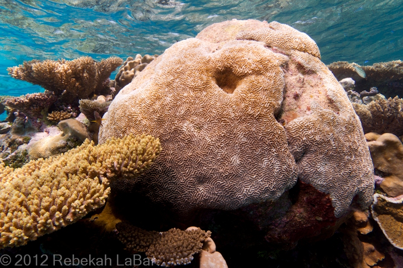 Brain coral, 8th Island