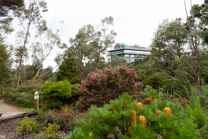 MetService, from the Australia Garden in the Wellington Botanic Garden